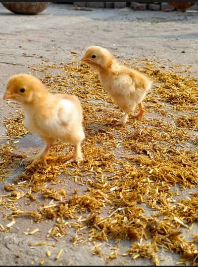 Golden buff chicks available03.05. 47.909. 80