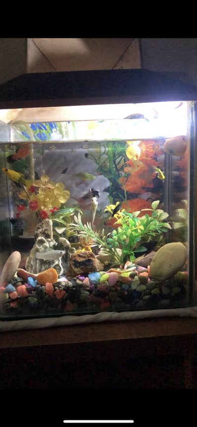 aquarium and fish for sale all set