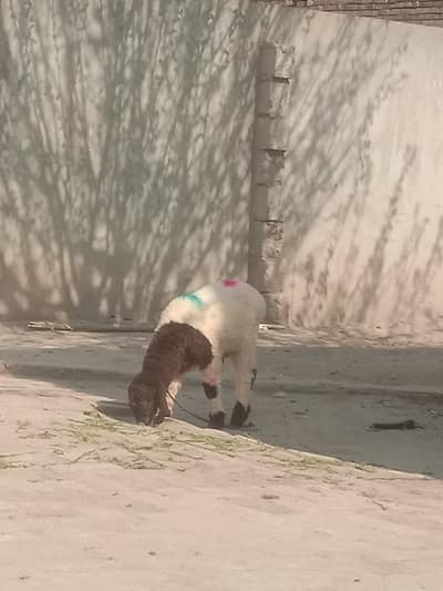 bilkul fit dumba hy bht achi nasal hy price final hy