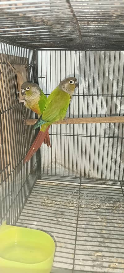 pineapple Green cheek conure  with DNA Breeder pair