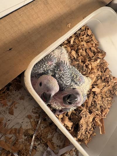 Sunconure chicks  Red factor