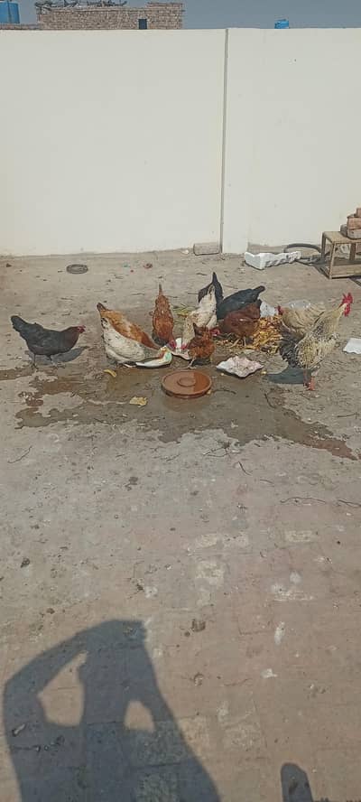 1 murga or 10 murgiyan