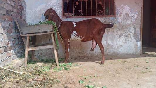 bakri for sale