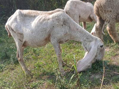 kajli female exchange possible with kid male mundra ar kajla