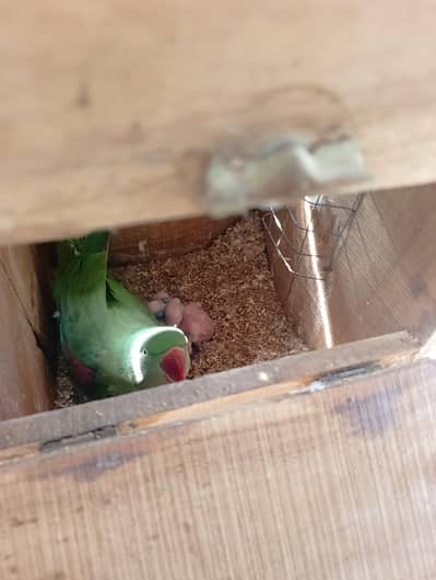 Raw breeder pair with chicks