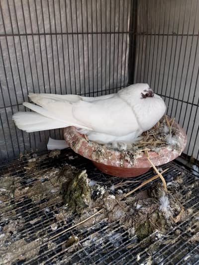 White pamorien breeder male pouter for sale