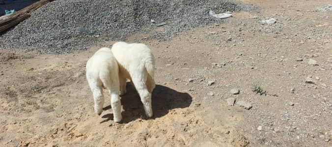 dumbay k bachy 3 month k