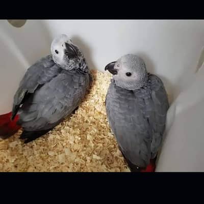 African grey parrot chicks for sale 03244339657