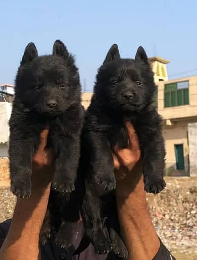 Black German shepherd triple coated pair available for sale