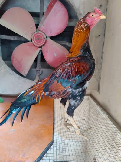 high quality aseel patha