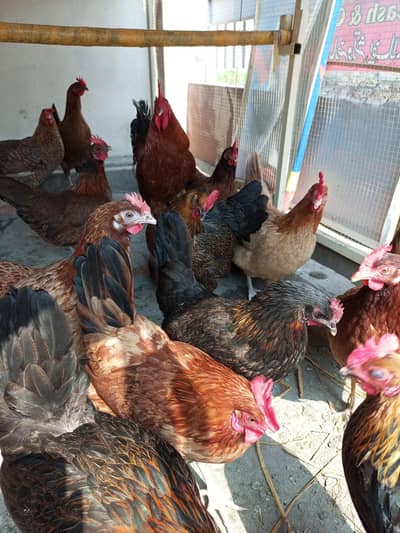 Misri Hens for sale | Egg laying hens for sale | Home breed | Desi hen