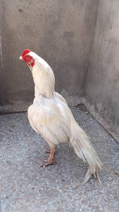 high quality heera murga