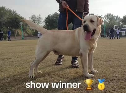 padigree British Labra | labrador dog | Labra puppies | Labra puppy