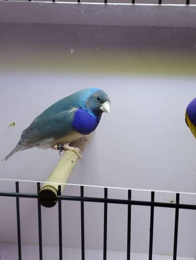 Spanish line 2025 ring birds