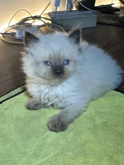 Himalayan Kittens Available for Sale