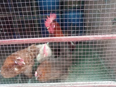 2 male +3 femal Egg laying Hens Available Vaccinated Deworming Healthy