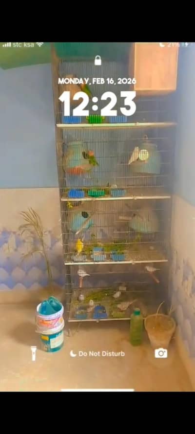 Java & Love birds breeder pair