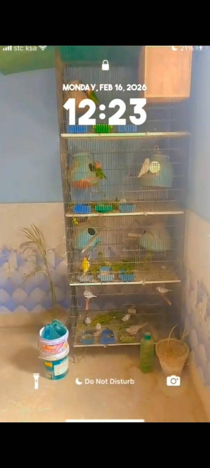 Java & Love birds breeder pair 0