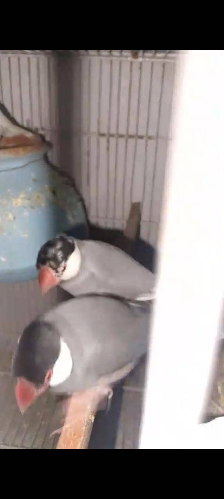 Java & Love birds breeder pair 3