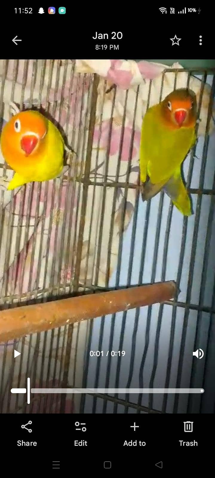 Java & Love birds breeder pair 7