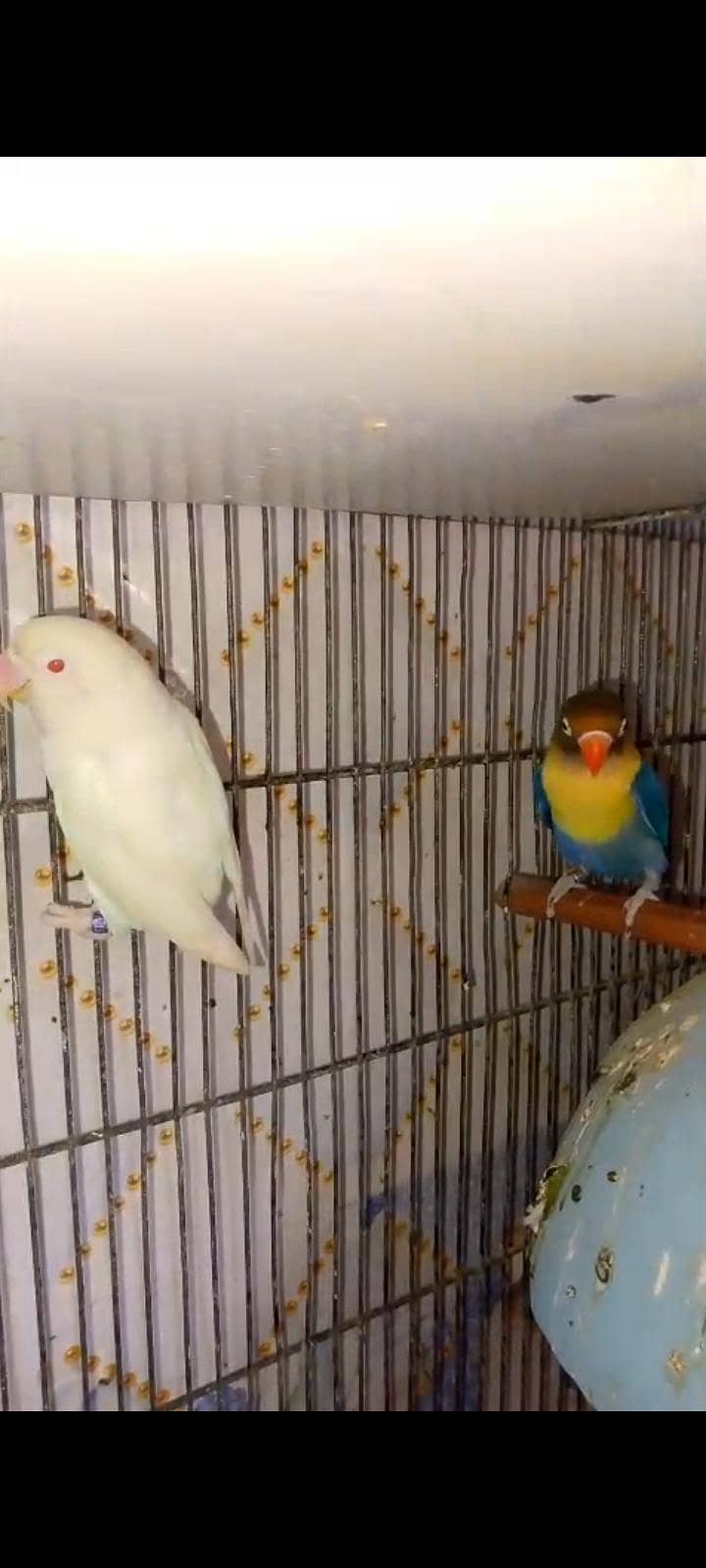 Java & Love birds breeder pair 8