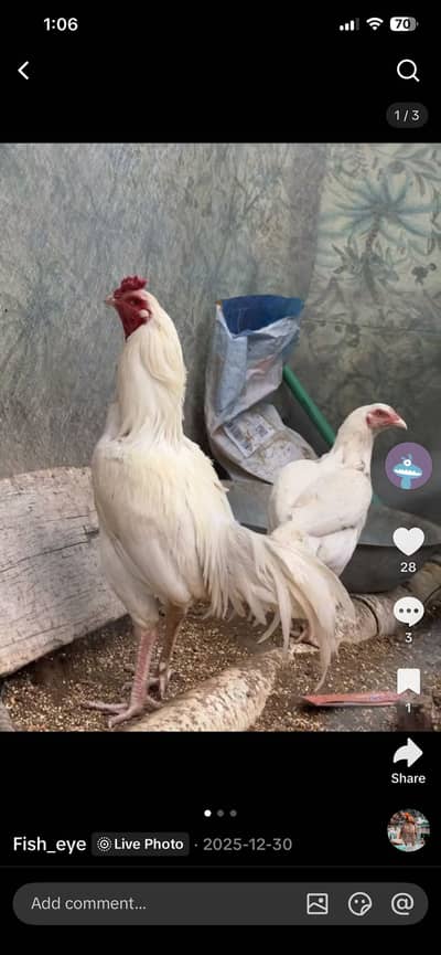 White hen pair one more male hen urgent sale