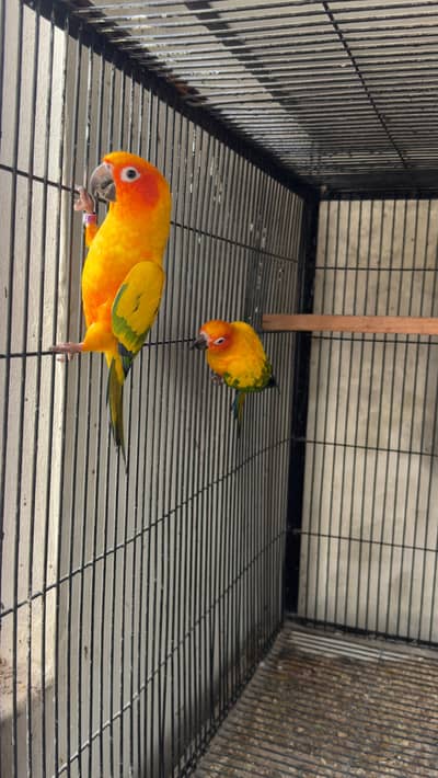 sun conure breeder pair male female available