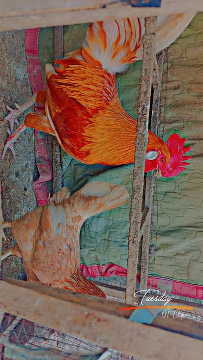 pair for sale or exchange