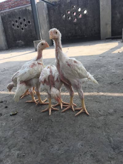 White shamo/Shamu chicks & eggs