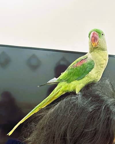 Tamed and talking parrot