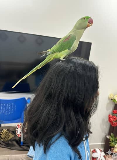 Tamed and talking parrot