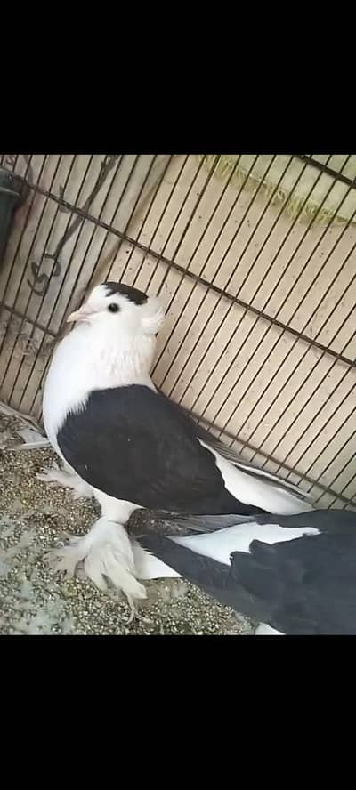 Sherazi  breeder pair for sale