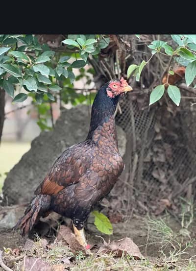 khajori Aseel Madi for Sale – Healthy & Strong Breed – Islamabad