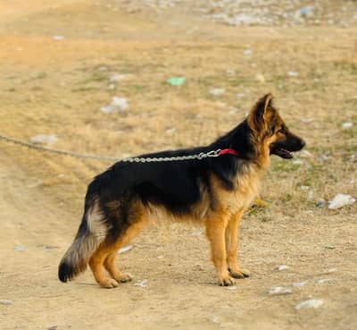 German Shepherd | gsd | Puppy | Shepherd Dog | Puppies | Long Coat