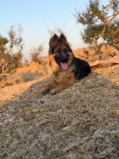 German Shepherd | gsd | Puppy | Shepherd Dog | Puppies | Long Coat