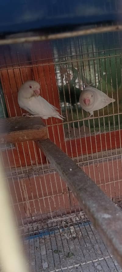 five pairs with cage with boxes