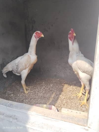 top Quality shamo Pair available