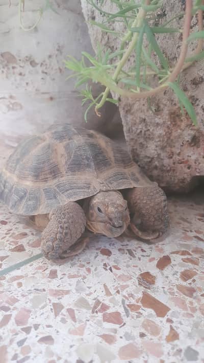 Russian Tortoise