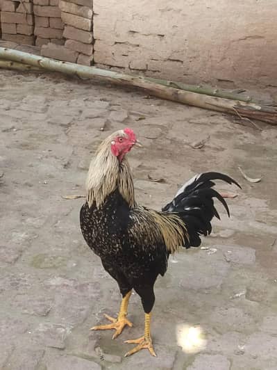 aseel murga for sell