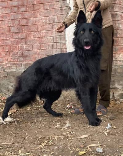 black German shepherd female  log coat