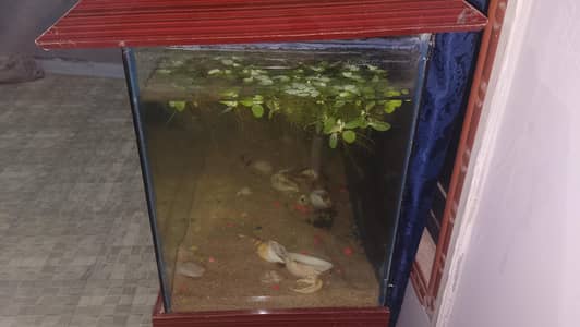 2.5 Feet Aquarium Tank for Sale – Just for Lahore