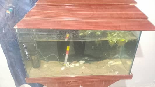2.5 Feet Aquarium Tank for Sale – Just for Lahore