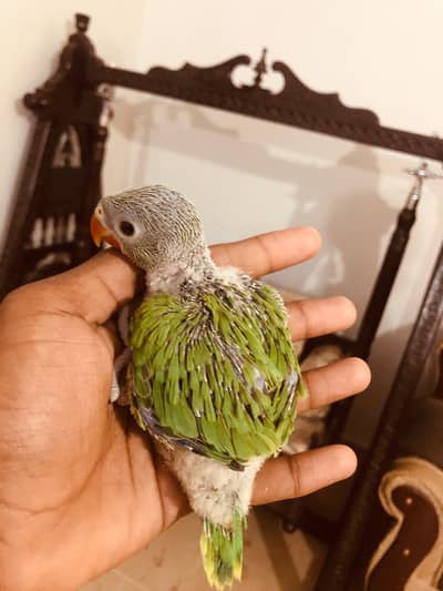 GREEN RING NECK CHICKS  03342248084