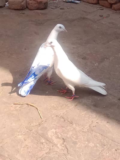 Kaboter pair for sale