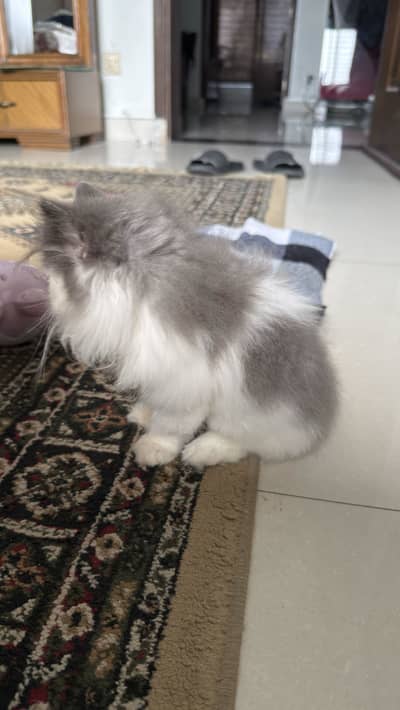 Persian kitten