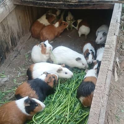 Guinea pig of all age