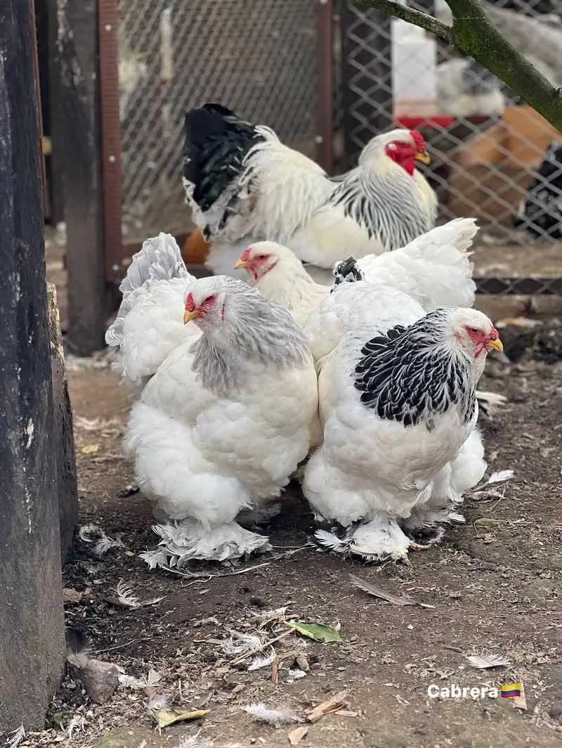 brahma and polish hen  chicks available