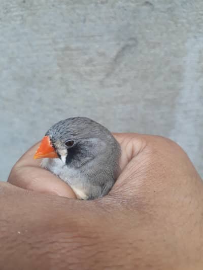 Zebra finch female