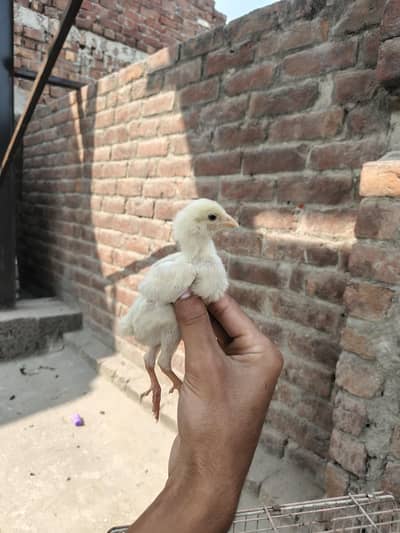 Aseel madi for sale with 4 chicks