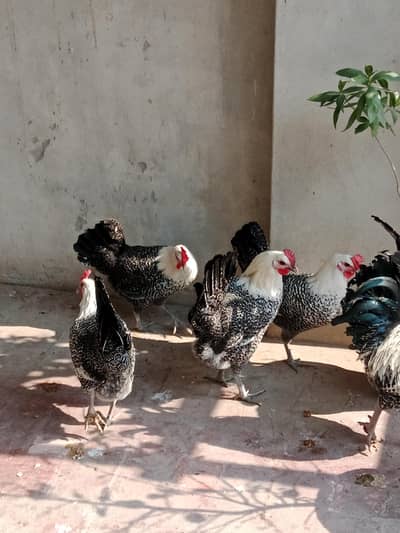 Mashallah pure Egyptian fayoumi breeder hens available